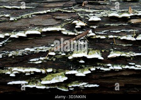 White crust fungus (corticioid fungus) growing on a rotting log, British Columbia, Canada Stock Photo