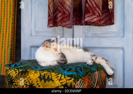A relaxed cat napping on a colorful textile seat in Morocco. A calico cat resting peacefully on a vibrant patterned fabric in front of a light-blue wo Stock Photo