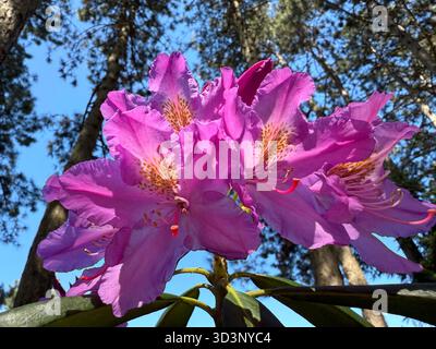 Azalea rhododendron beautiful flowers in forest Stock Photo