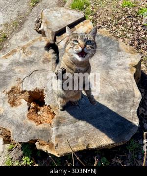 Funny cat standing on tree stump Stock Photo