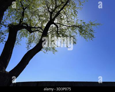 Old tree against blue sky in spring Stock Photo