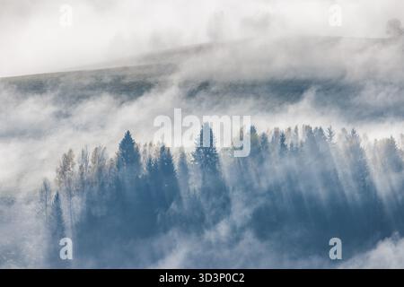 Misty forest scene with sunlight streaming through the trees. Atmospheric serene and evocative. A peaceful nature landscape. Stock Photo