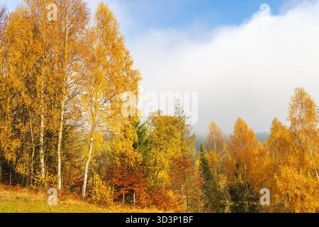 Golden autumn forest landscape with vibrant trees against a misty sky. A serene and colorful scene. Nature's beauty in full display. Stock Photo