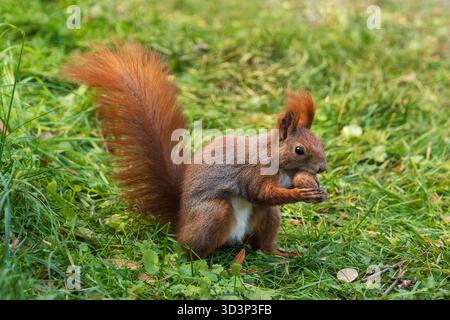 Eurasian red squirrel (Sciurus vulgaris) on grass holding a walnut, arboreal rodent in the family Sciuridae. Stock Photo