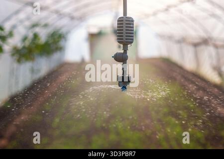 Sprinkler System Overhead Watering Seedlings in Greenhouse for Healthy Crops and Growth Stock Photo