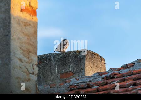 Little Owl Peeking Over Rustic Wall On A Quiet Rooftop With Blue Sky Stock Photo