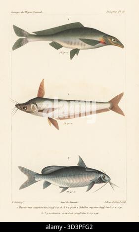 Elephant-snout fish, Mormyrus kannume 1, African butter catfish, Schilbe mystus 2, and red tailed synodontis or mandi, Synodontis clarias 3. Handcoloured stipple copperplate engraving by Eugene Giraud after an illustration by Felix-Edouard Guérin-Méneville from Guérin-Méneville's Iconographie du règne animal de George Cuvier, Iconography of the Animal Kingdom by George Cuvier, J. B. Bailliere, Paris, 1829-1844. Stock Photo
