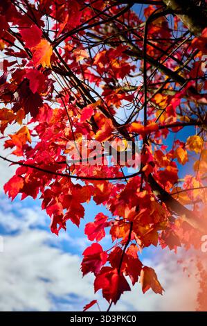 autumn leaves on blue sky Stock Photo