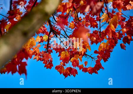 autumn leaves against blue sky Stock Photo