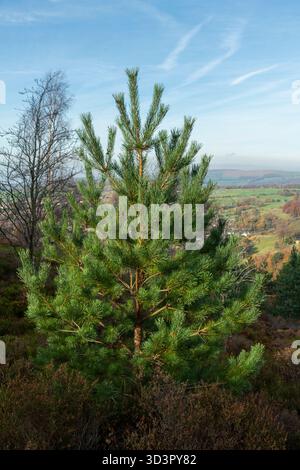 Young Scot Pine tree growing on moorland in the hills of northern England. Stock Photo