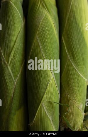 Close-up of three fresh corn cobs in green husks, perfect for preparing in the kitchen. This vibrant corn is ready for cooking into healthy, delicious Stock Photo