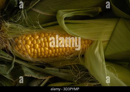 Close-up of fresh corn on the cob with husks partially removed, showcasing vibrant yellow kernels. Ideal for home cooking, highlighting natural textur Stock Photo