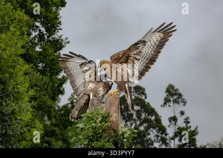 Buteo buteo, also known as the common buzzard, perched on a tree stump amidst green foliage in the lush landscape of Asturias, Spain during a bright s Stock Photo