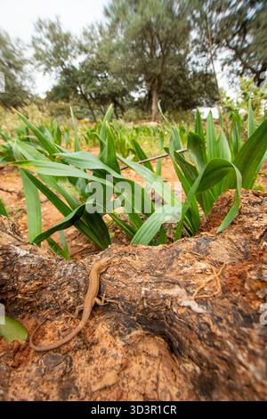 A small lizard basking on a textured tree trunk amidst rich Iberian vegetation. The scene captures the essence of wildlife in this diverse ecosystem. Stock Photo