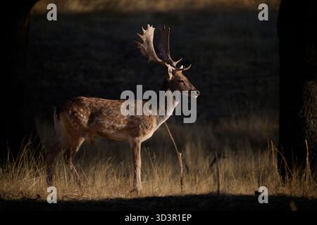 A male fallow deer stands gracefully in the golden light of an autumn forest. Its antlers are prominent against the backdrop of the shaded woodland, c Stock Photo