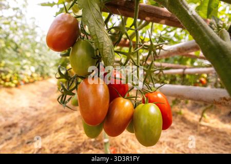 A cluster of vibrant, organic tomatoes hang on the vine in a greenhouse, showcasing nature's bounty. The tomatoes exhibit a rich array of colors, repr Stock Photo