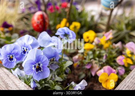 A close-up of a rustic spring garden featuring vibrant pansies in shades of purple and yellow, adorned with decorative Easter eggs that add a festive Stock Photo