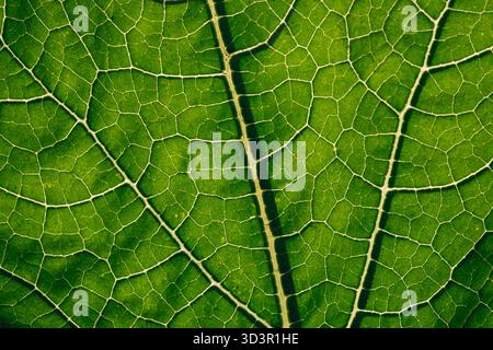 This macro image captures the intricate texture of a vibrant green leaf, highlighting its detailed vein patterns and natural beauty. Perfect for natur Stock Photo