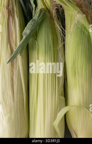 Close-up image of three fresh ears of corn with green husks still intact, showcasing the vibrant texture and details of the leaves, ideal for food and Stock Photo