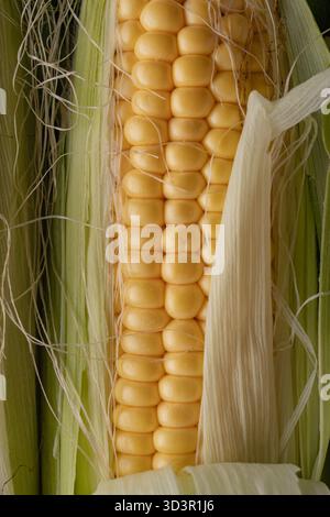 Close-up image of fresh, ripe corn on the cob with bright yellow kernels. The green husks and delicate silk are visible, highlighting the natural text Stock Photo
