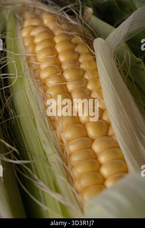 A detailed close-up image showcasing a ripe ear of corn with its vibrant yellow kernels exposed, partially wrapped in its green husk, ready for harves Stock Photo