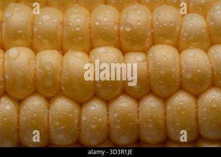 Detailed close-up of ripe corn kernels covered in water droplets, showcasing a fresh and vibrant look. Perfect representation of freshness and natural Stock Photo