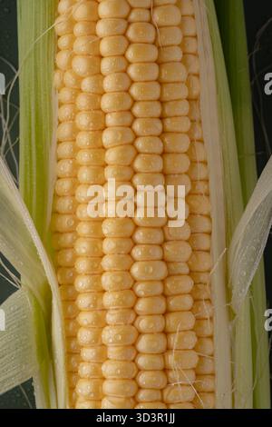 Close-up of a ripe corn cob with dew drops, showcasing the texture of the kernels and the freshness of the crop. The green husks are partially peeled Stock Photo