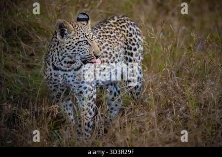 Baby leopard walking through grass in Kruger National Park, South Africa Stock Photo