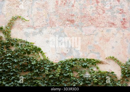 A rustic wall with ivy elegantly crawling across its surface, showcasing a textured blend of stone and aged paint, highlighting the charm of rural arc Stock Photo