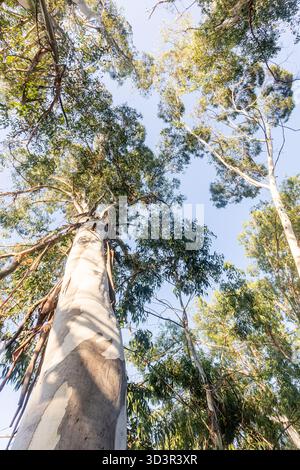 View from below of towering Eucalyptus tereticornis trees, their smooth trunks leading up to a canopy of green leaves against a clear blue sky, captur Stock Photo