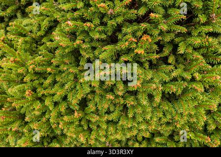 Detailed close up of a Norway spruce tree, showcasing its dense, lush green needles and vibrant branches. Ideal for nature, forestry, or environmental Stock Photo