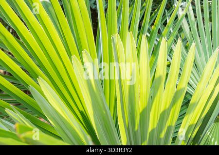 A detailed close up of vibrant green arecaceae palm leaves illuminated by natural sunlight. The image highlights the texture and patterns of palm foli Stock Photo