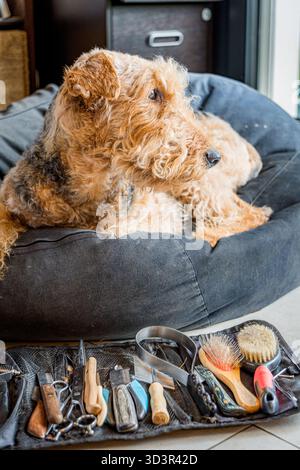 An Airedale Terrier lies comfortably on a soft dog bed beside a neatly arranged set of grooming tools, showcasing the essentials for canine care and g Stock Photo