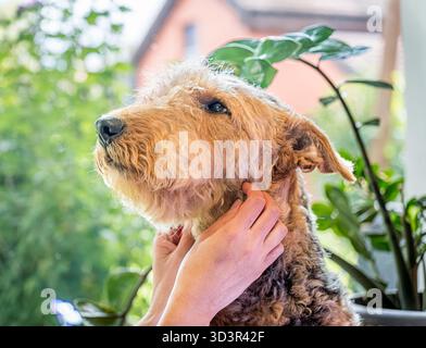A woman gently cares for her Airedale Terrier in a cozy home setting. The dog enjoys the affectionate attention, surrounded by lush, vibrant greenery Stock Photo