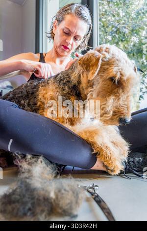 A woman gently grooms her Airedale Terrier in a cozy home setting. She focuses on the dog coat, ensuring it looks neat and well tended, reflecting her Stock Photo