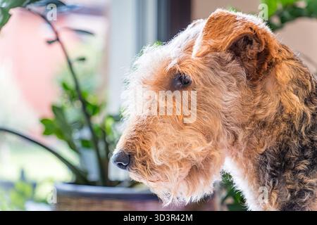 A close up profile of an Airedale Terrier indoors, gazing through a window. The dog wavy coat and alert expression are captured beautifully, with plan Stock Photo