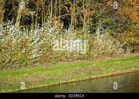 Planted silver poplars (Populus alba) with white, highly reflective leaves, along a canal Stock Photo