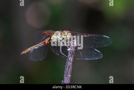 Striking macro portrait of a dragonfly covered in bright red parasitic mites, perched on a stick with veined wings and soft green bokeh background. Stock Photo