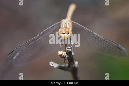 Close-up of a dragonfly perched on twig, large compound eyes and spread transparent wings in sharp focus against blurred natural backdrop. Stock Photo