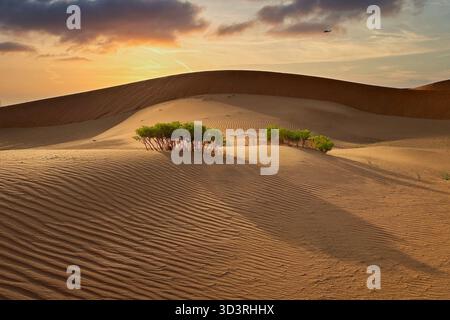 An aerial photograph of sand dunes in Lekhwair, Oman, showing rippled desert patterns and small green shrubs casting long shadows across the golden sa Stock Photo