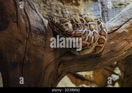 Large Burmese Python coiled tightly around a textured tree branch, displaying intricate brown and gold scale patterns in a terrarium. Stock Photo
