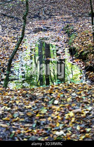 Reflection of tree trunks and green crowns in calm water on autumn forest floor. Copyspace. Stock Photo