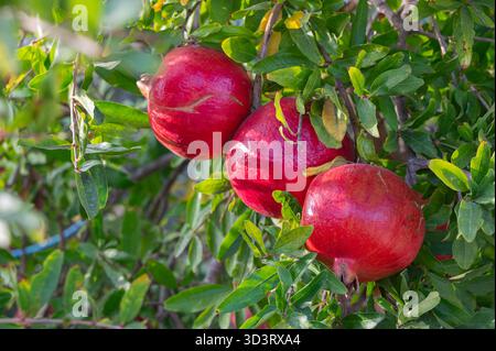 Beautiful display of freshly picked pomegranates among lush greenery, Vibrant image of ripe pomegranates hanging heavily on sunlit tree branch Stock Photo