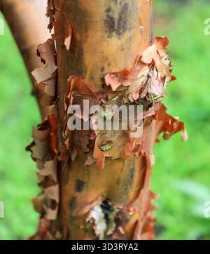 The distinctive bark of Acer griseum, the paperbark maple or blood-bark maple, Yorkshire, England, UK Stock Photo