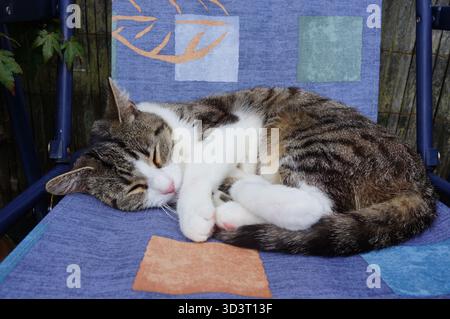 adorable tabby cat sleeping on the garden chair Stock Photo