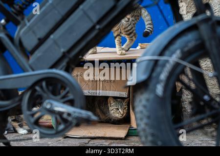 Two short hair tabby cats, one lies down in a cardboard box in Essaouira. Portrait of two tabby cat, blue door in the background. Cat in a box. Stock Photo
