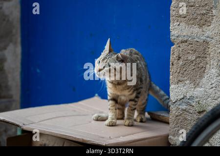 Domestic short hair tabby cat sitting on a cardboard box in Essaouira. Portrait of  a tabby cat, blue door in the background. The Colors of Essaouira. Stock Photo