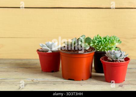 Succulent plants in colorful pots on a wooden surface arranged in a bright setting Stock Photo