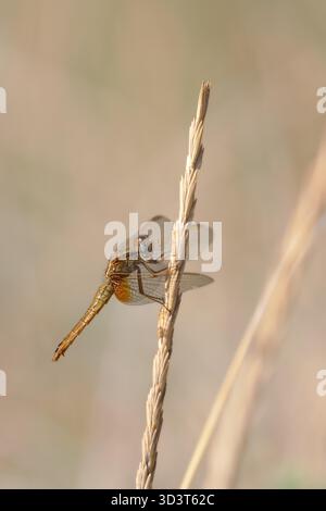 Feminine of the Fire Lilac (Crocothemis erythraea) sits on a grass neck in the Camargue, South of France. Female Scarlet dragonfly (Crocothemis erythraea) sitting on a twig in the Camargue, France. Stock Photo