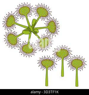Set of color illustrations sundew, drosera plants. Isolated vector objects on white background. Stock Vector
